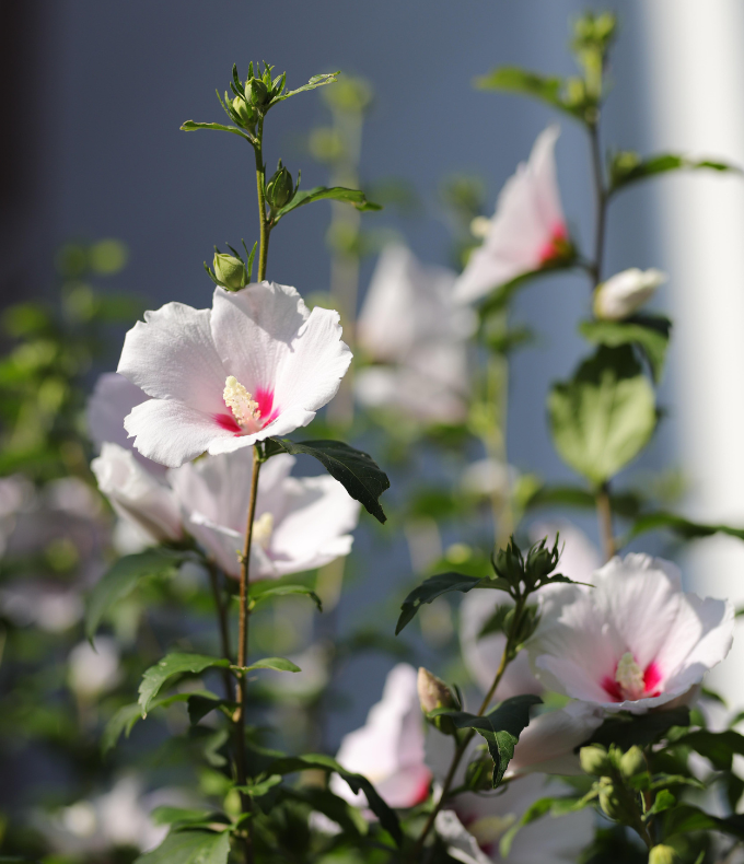 Althéas ou Hibiscus syriacus : tous nos conseils