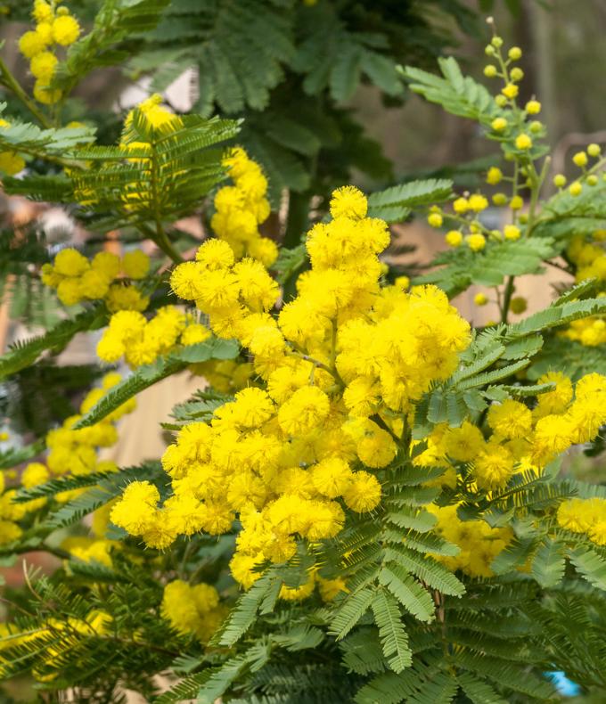 Mimosa : tous nos conseils