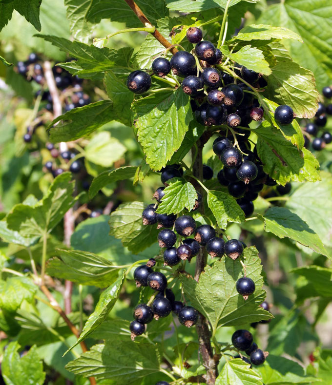 Cassissiers : tous nos conseils