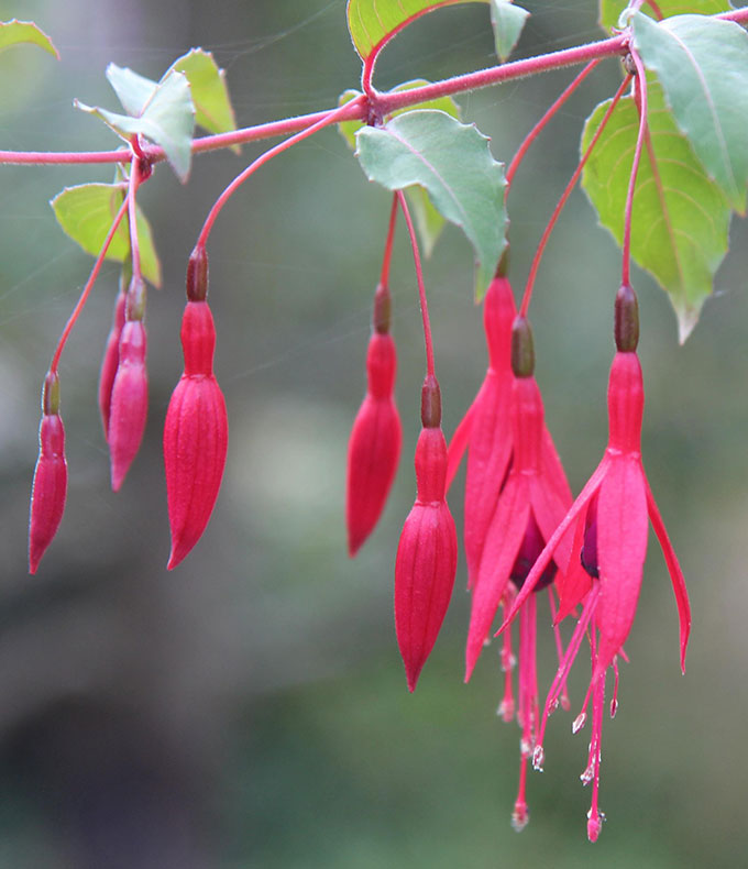 Fuchsias vivaces : tous nos conseils