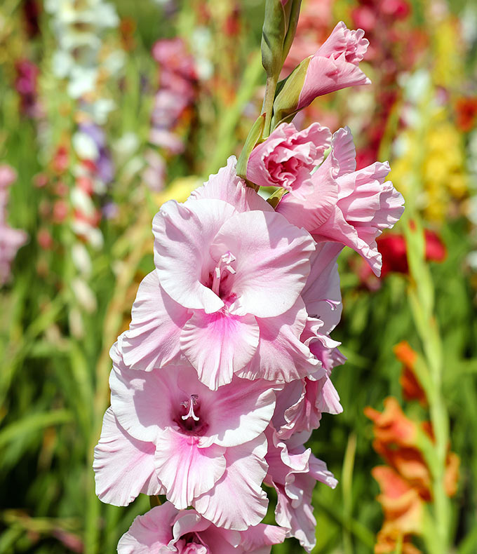 Glaïeuls : tous nos conseils