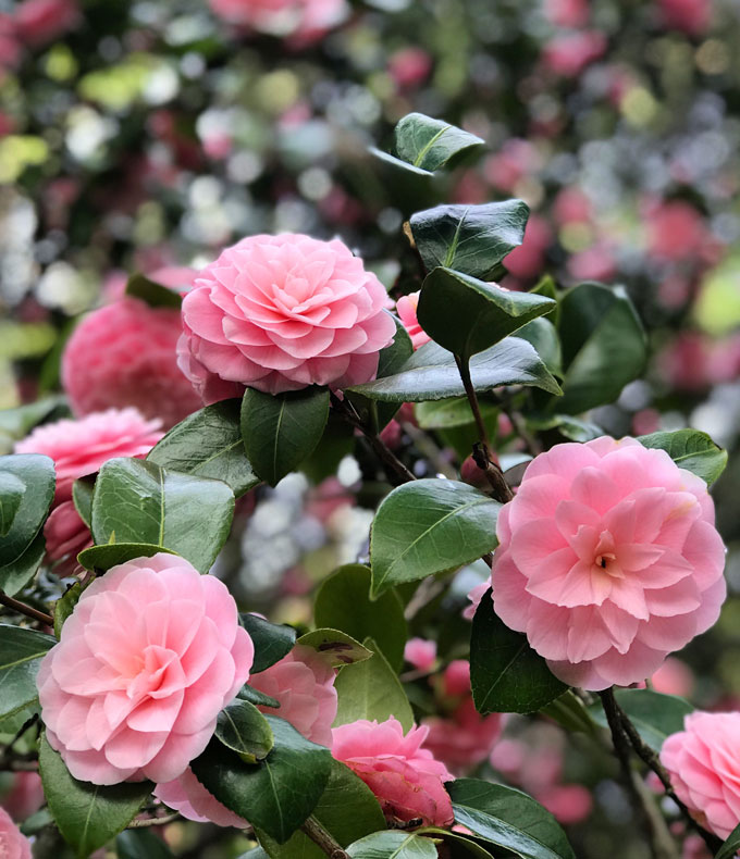 Camélias : tous nos conseils