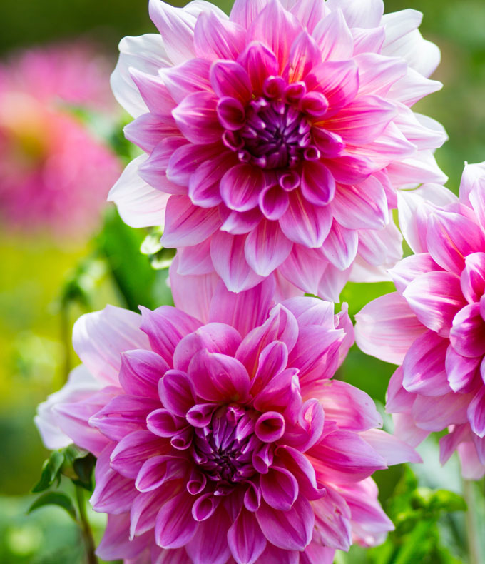 Dahlias : tous nos conseils