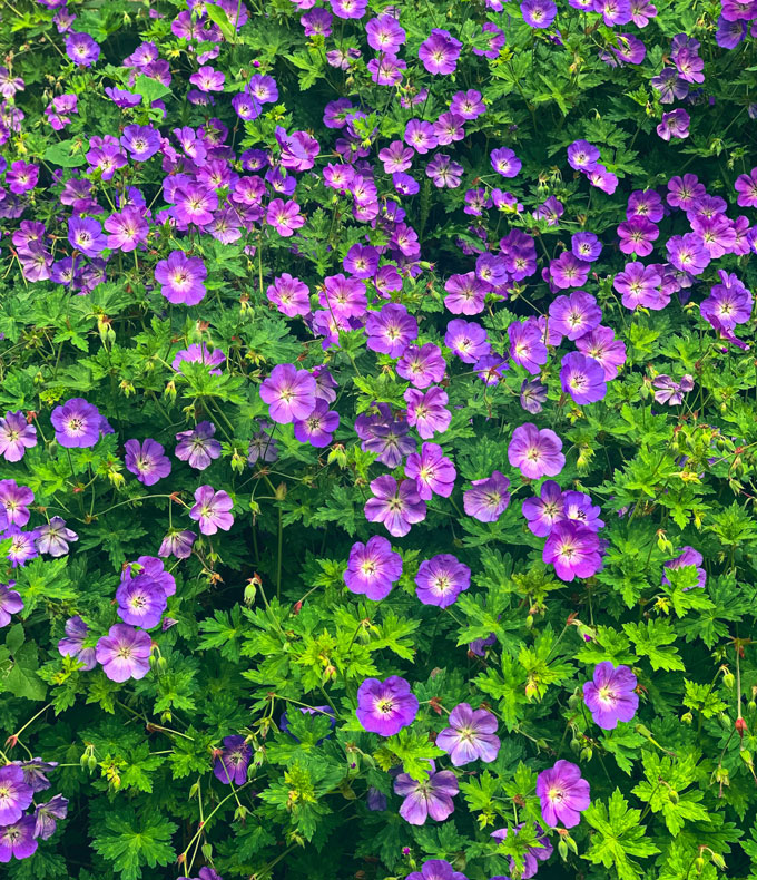 Géraniums vivaces : tous nos conseils