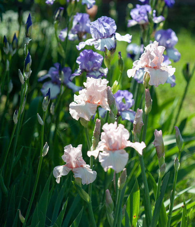 Iris : tous nos conseils
