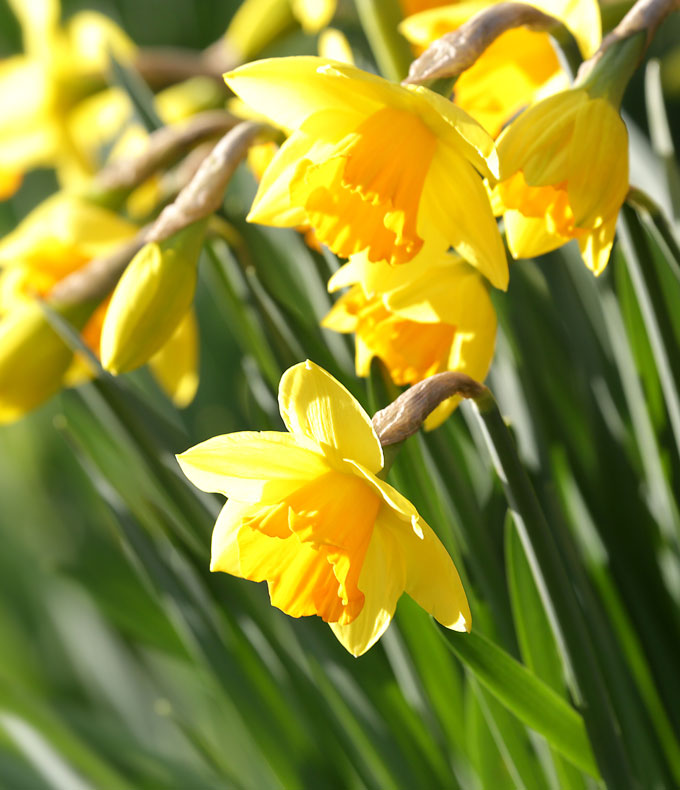 Narcisses : tous nos conseils