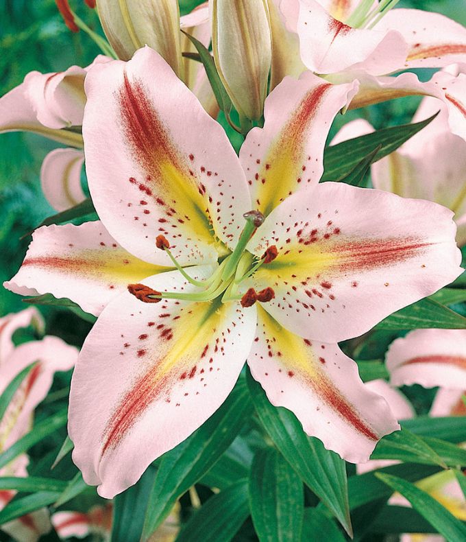 Lis : tous nos conseils