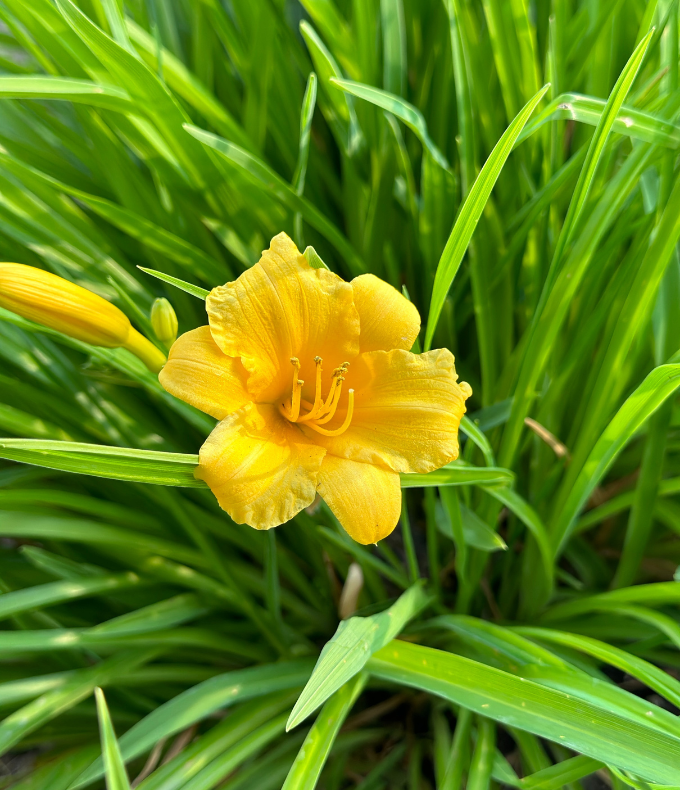 Hémérocalles : tous nos conseils 