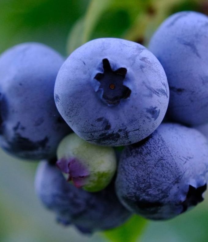 Myrtilliers : tous nos conseils 