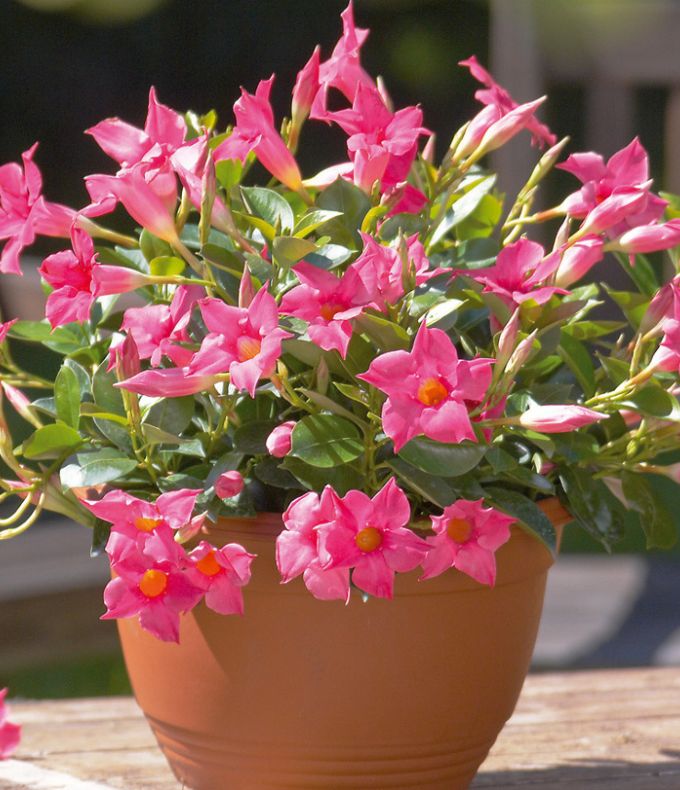 Dipladénias : tous nos conseils 