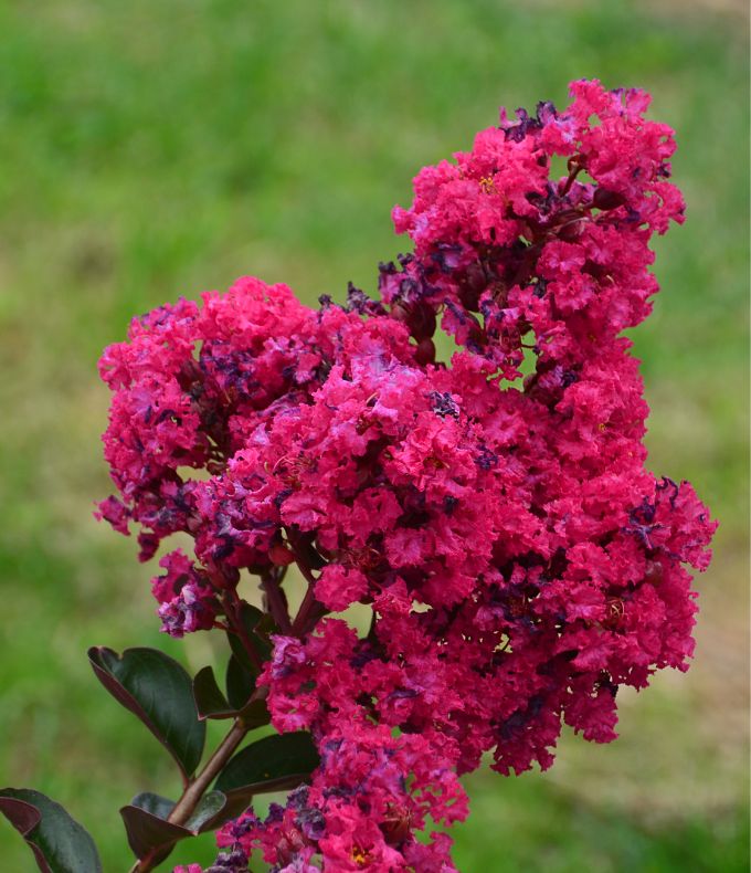 Lagerstroemias : tous nos conseils 