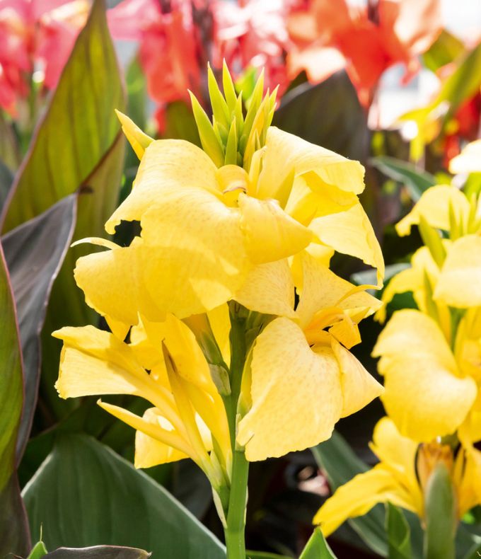 Cannas : tous nos conseils 