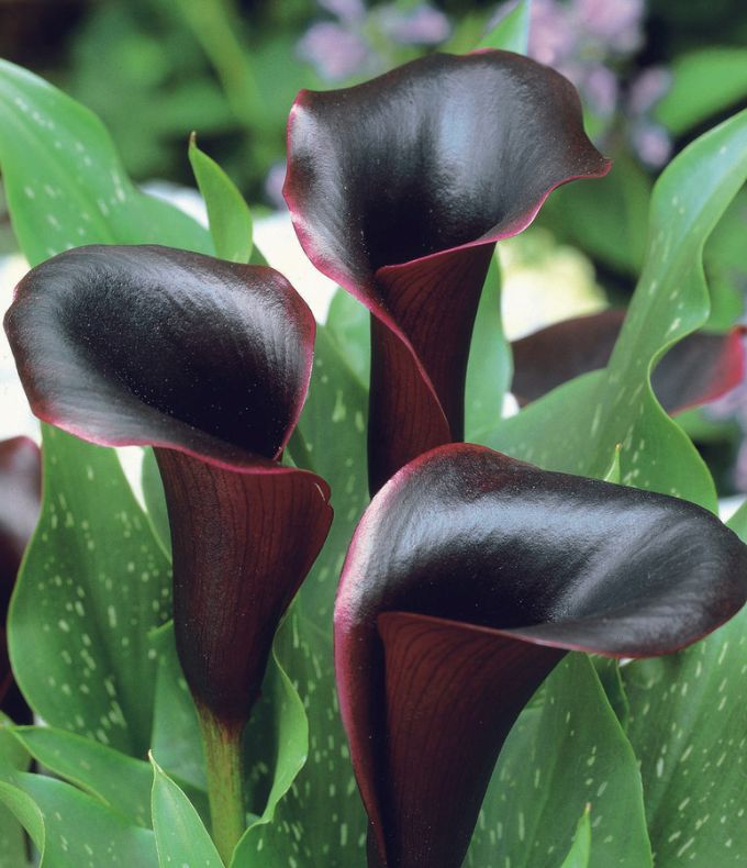 Arums : tous nos conseils