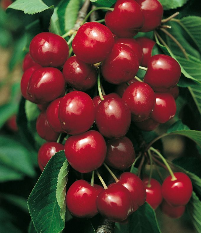 Cerisiers : tous nos conseils 