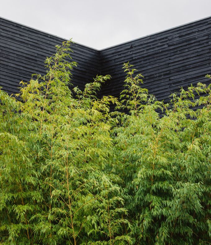 Bambous : tous nos conseils 