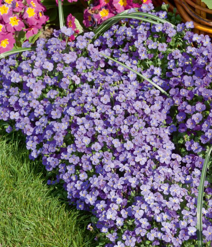 Aubriètes : tous nos conseils 