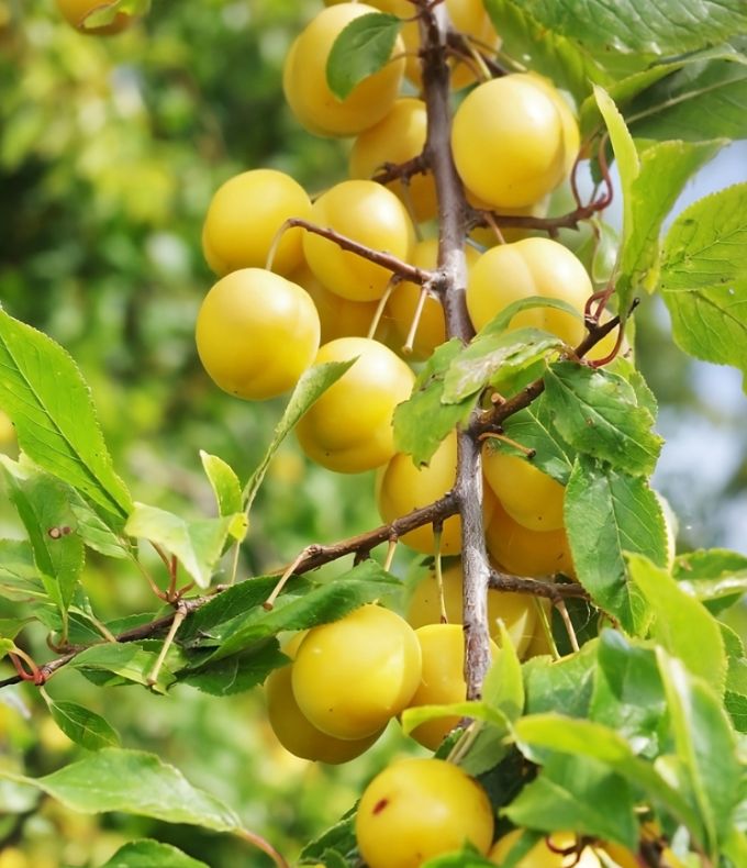 Arbres fruitiers nains : tous nos conseils 