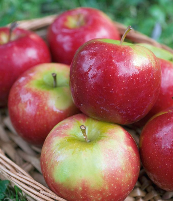 Pommiers : tous nos conseils 