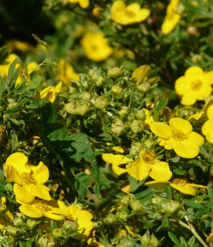 Potentilles arbustives : tous nos conseils 