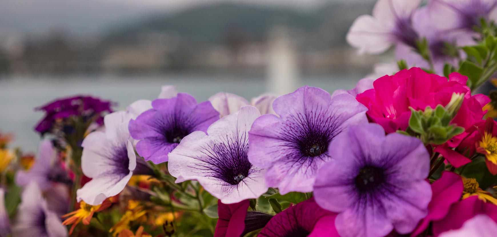 Fleurs de saison : annuelles et bisannuelles
