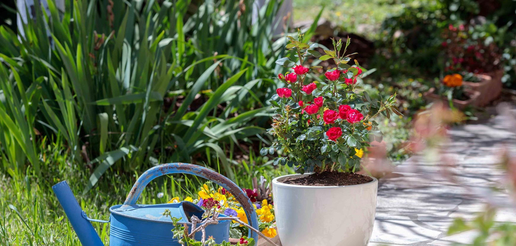 Mini-Rosiers : Petits Rosiers, Grand effet