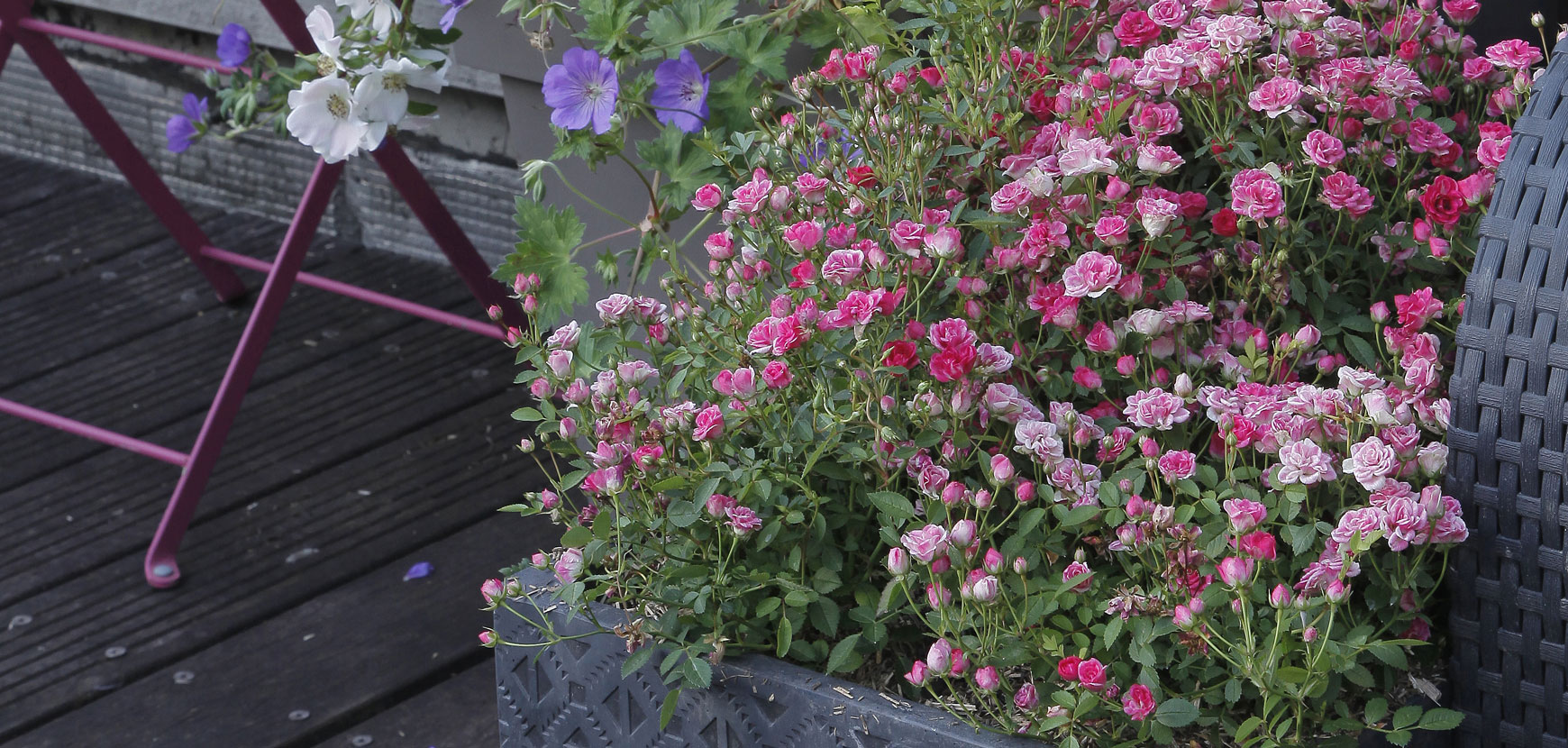Rosiers en pots de 2L et de 3L