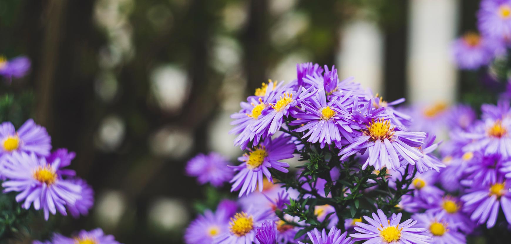 Fleurs vivaces : tous nos conseils