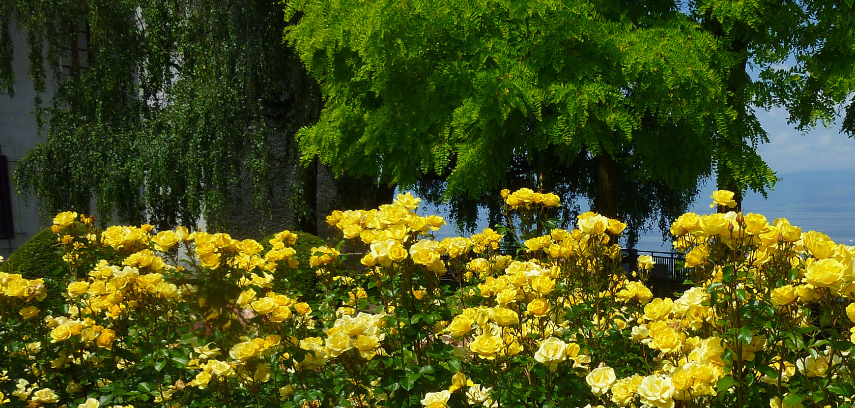 Rosiers labellisés ADR