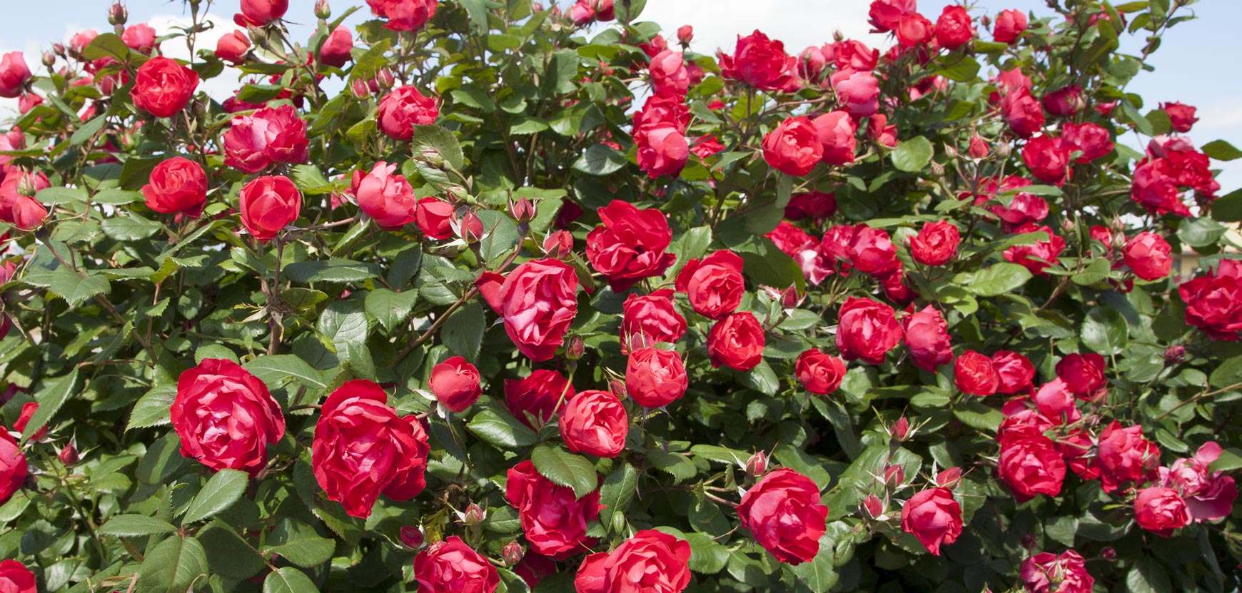 Rosiers zéro phyto et primés