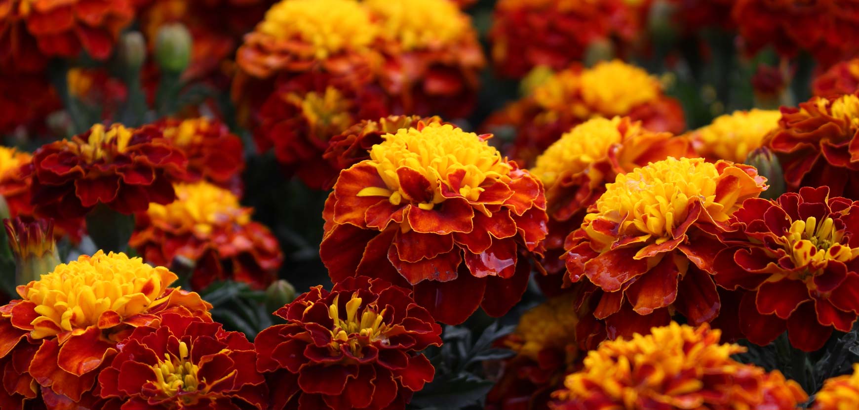 Fleurs de saison pour massifs