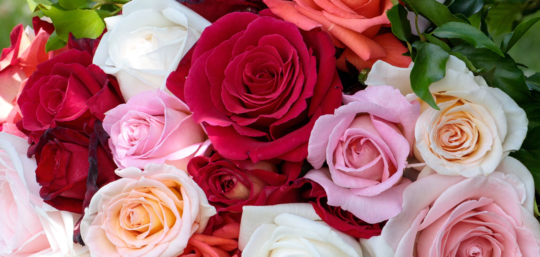 Rosiers PERFUMELLA ®