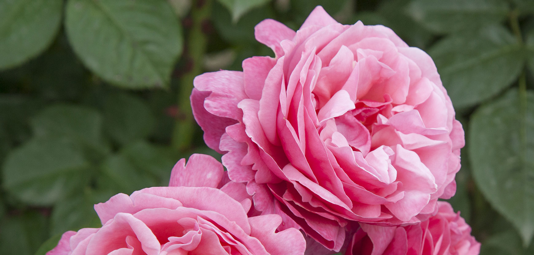 Jardin &agrave; l'anglaise