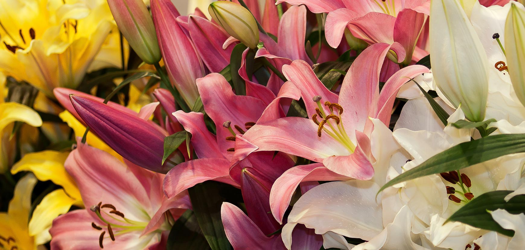 Lis ou Lilium de printemps et d'été