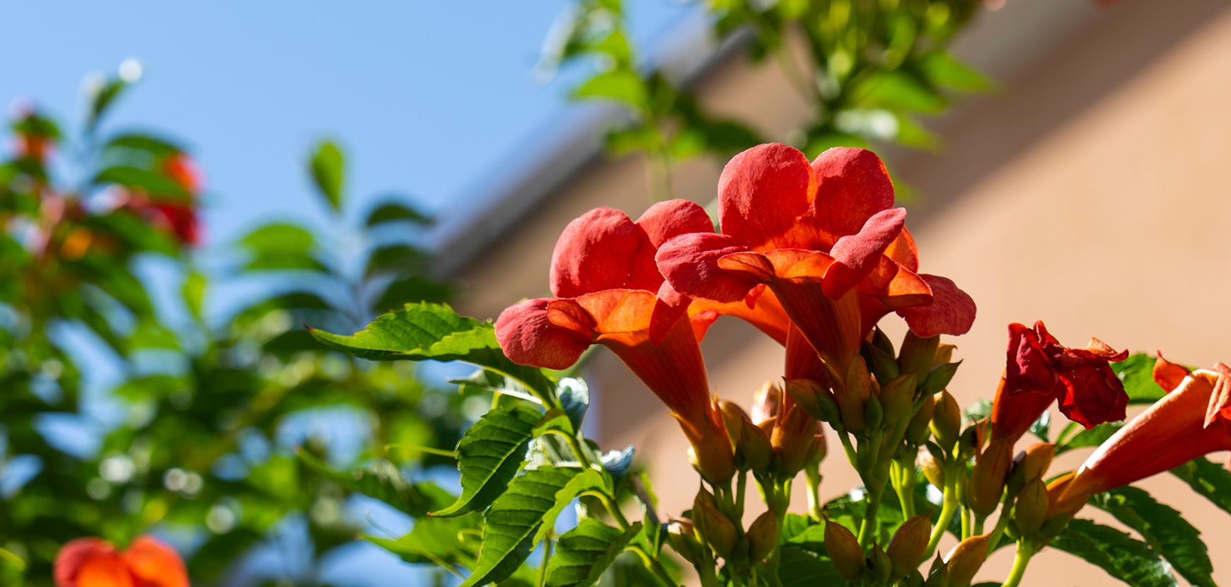 Bignones et podraneas