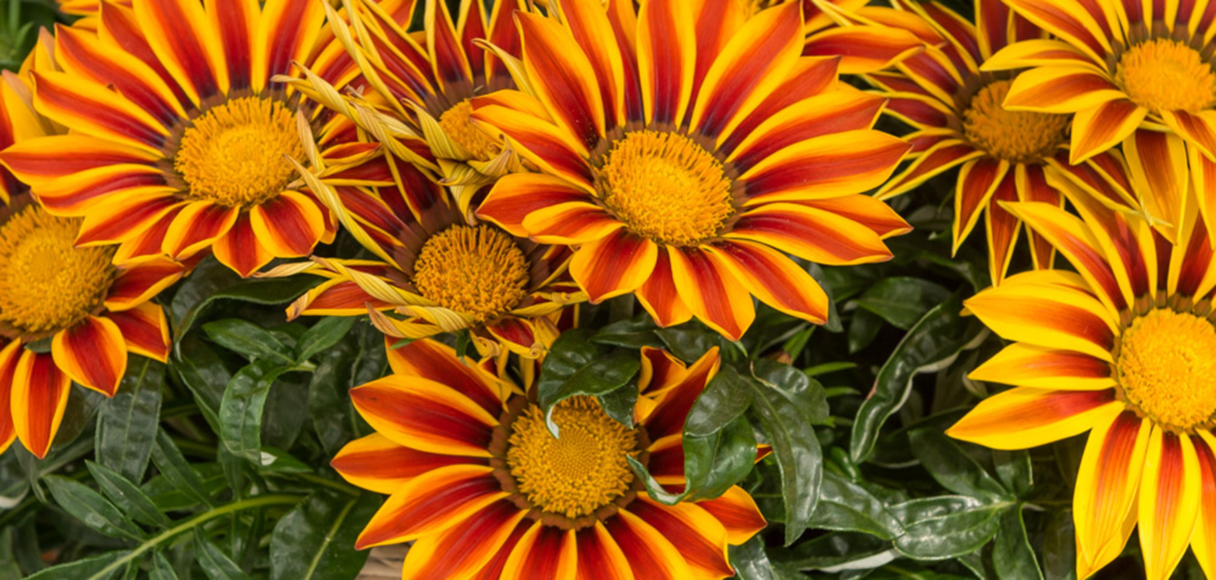 Gazanias