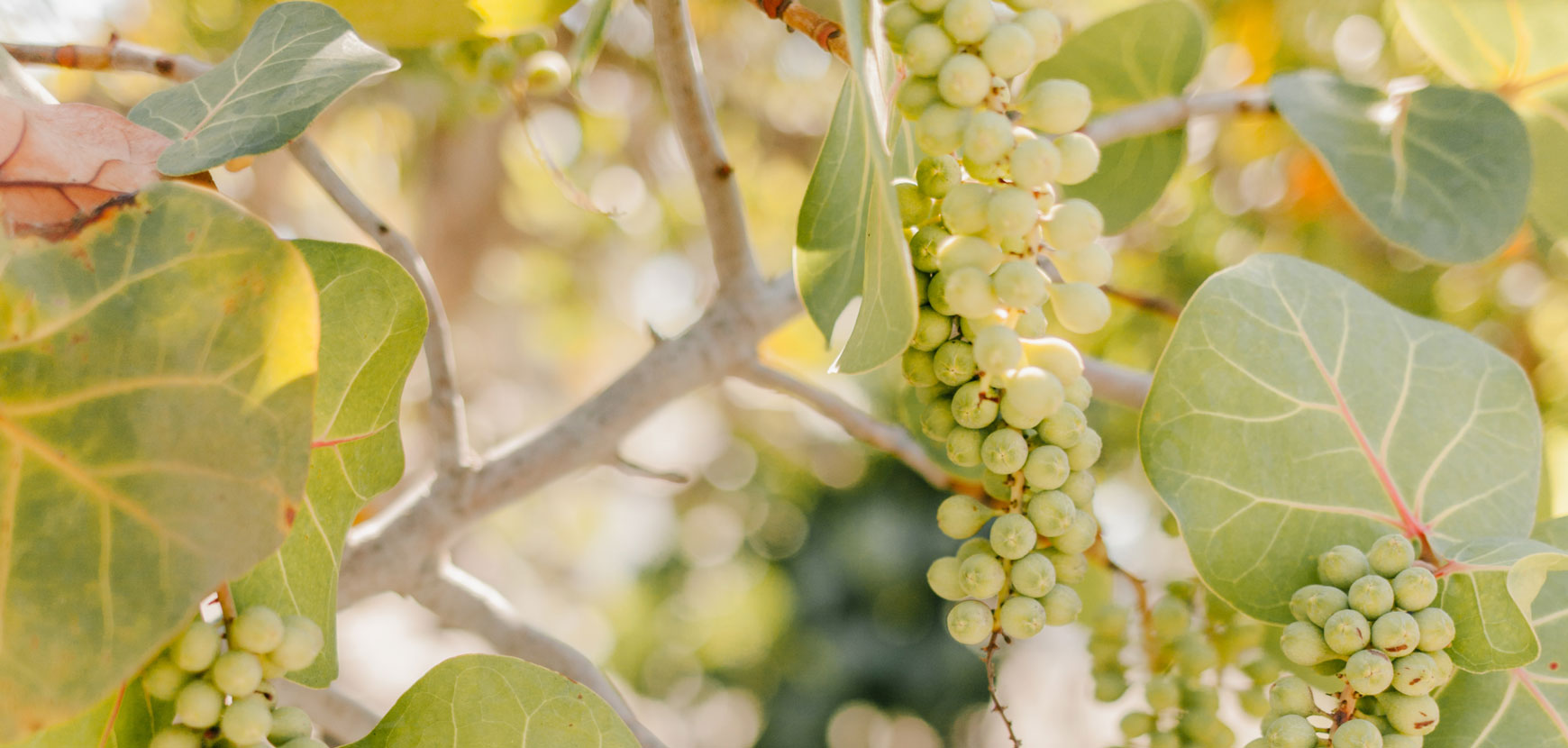 Nos fruitiers jusqu'à -50%