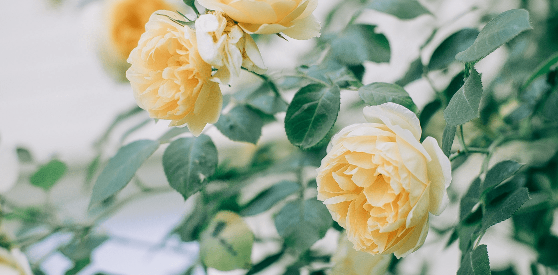 Plants en racines nues : stop aux id&eacute;es re&ccedil;ues !