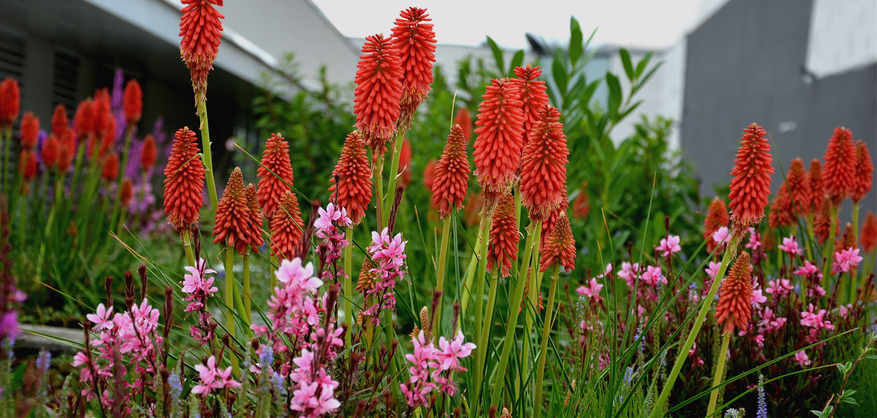 Vivaces tolérantes à la sécheresse
