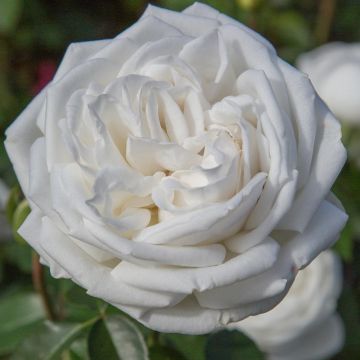 Rosier PIERRE ARDITI &reg; Meicalanq