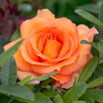 Rosier LOUIS DE FUNES &reg; Meirestif fleurs