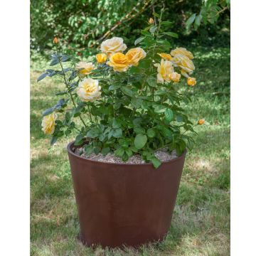 Rosier summertime dans pot rond green amsterdam