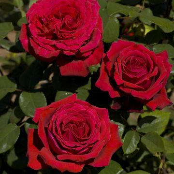 Rosier Tige BOTERO ® Meiafone