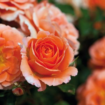 Rosier BAL FOLK ® Meipluvia