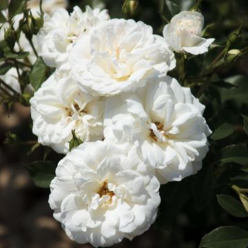 Rosier CARTE BLANCHE &reg; Meibarum