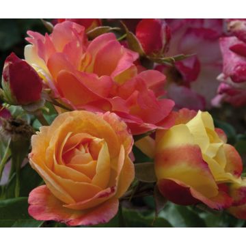 Rosier Demi-tige Tzigane ® Meimucho