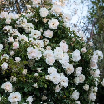 Rosier Grimpant Liane JEAN HONORE MUS ® Meibeljenb