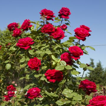 Rosier Grimpant BOTERO &reg; Meiafonesar