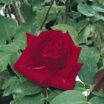 Rosier grimpant Ena Harkness