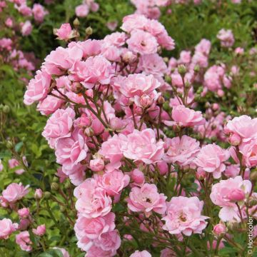 Rosier Féérie The Fairy