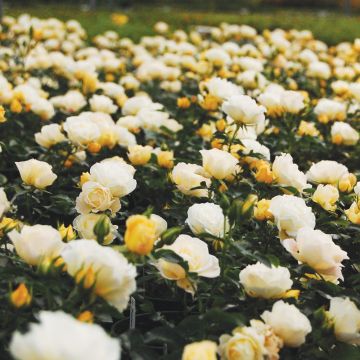 Rosier Pop Corn DRIFT ® Novarospop